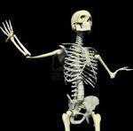 Human skeleton 1